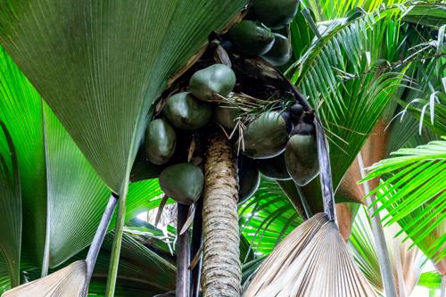 Grande palma che produce grandi frutti verdi.