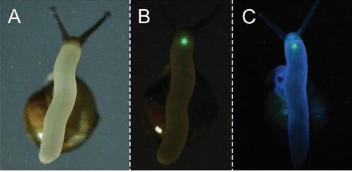 Tre immagini di una delle nuove lumache dal lato inferiore, ognuna è etichettata A, B o C. A) mostra la lumaca alla luce normale, B) mostra la lumaca al buio (dove c'è un piccolo punto verde di luce alla sua testa); e C mostra l'intero corpo della lumaca con una tenue luminescenza blu sotto la luce UV.