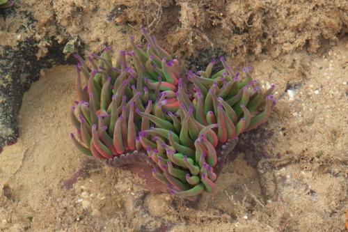 Le anemoni di mare: i primi animali eliotropici