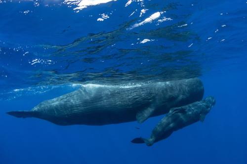 Dominica crea la prima area marina protetta per le balene cachalot