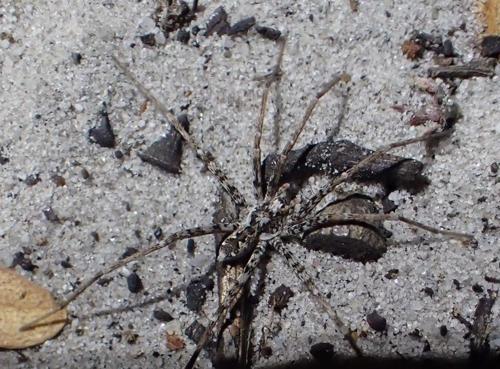 Nuove specie di ragni cacciatori terrestri scoperte in Australia