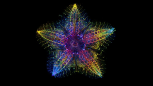 immagine multicolore del sistema nervoso della stella marina