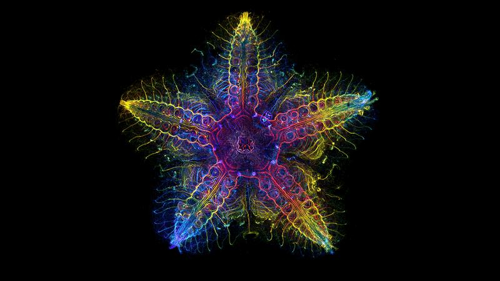 immagine multicolore del sistema nervoso della stella marina