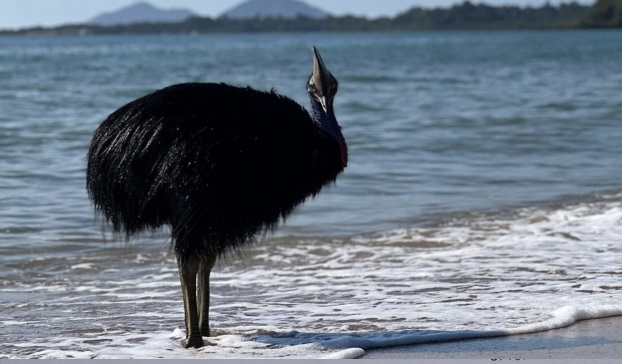 L’uccello più pericoloso del mondo è stato avvistato sulle coste dell’Australia