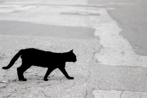 Un gatto nero viene catturato in una foto in bianco e nero mentre cammina su un marciapiede.