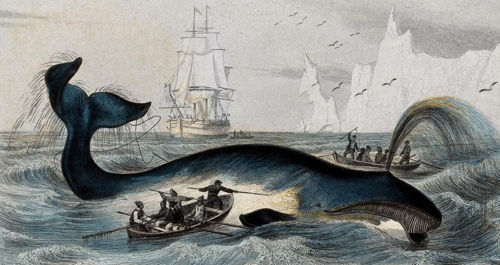 Un'incisione del 1809 di A. M. Fournier ed E. Travies mostra una balena che viene arpionata da pescatori nel mare artico.