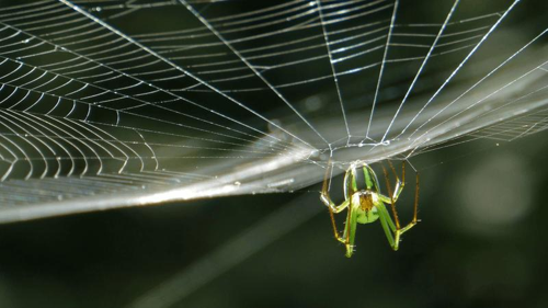 un ragno dell'orchestra che aspetta sulla sua ragnatela