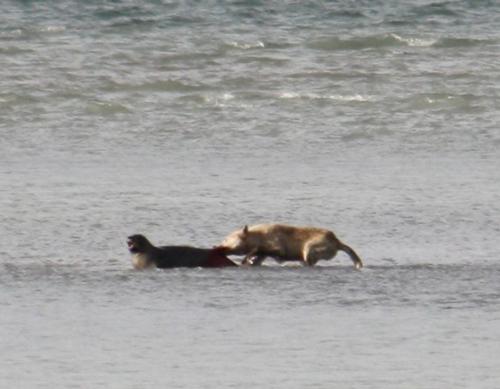 Lupo che attacca una foca tenendola per la coda circondata dall'acqua di mare