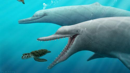 Nuove scoperte sull’evoluzione dell’ecolocazione nelle balene e nei delfini