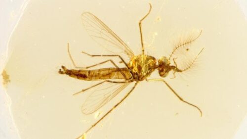 La più antica zanzara fossile al mondo scoperta nell’ambra libanese