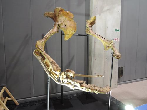 Le zampe anteriori e gli enormi artigli di Therizinosaurus in mostra presso il Museo di Scienze della Città di Nagoya, Giappone.