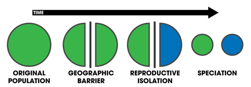 Un diagramma semplificato del processo di speciazione alopatrica