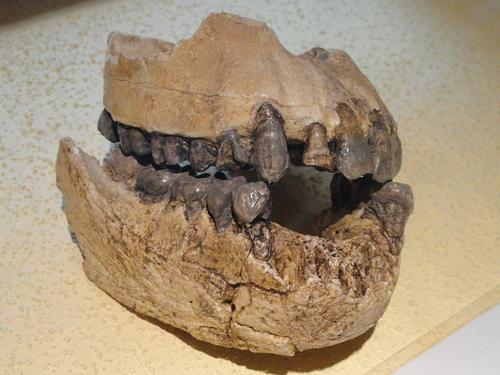 Fossile di mascella di Australopithecus afarensis