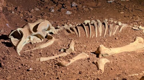 Australia:  scoperti rari scheletri di creature vissute milioni di anni fa