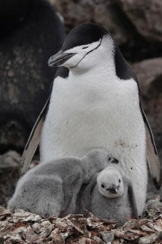 Genitore pinguino con gli occhi chiusi e due piccoli pulcini grigi