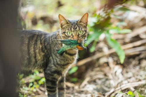 I gatti domestici: predatori voraci che minacciano la conservazione