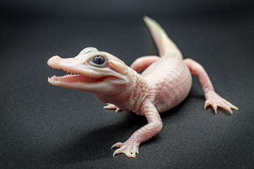 Nasce un rarissimo alligatore bianco con occhi blu in Florida