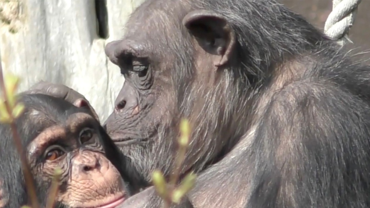 Gli scimpanzè riconoscono vecchi ‘amici’ che non vedono da decenni