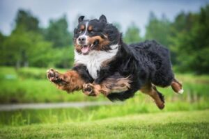 Importante traguardo raggiunto nel processo di approvazione del farmaco per cani di grossa taglia