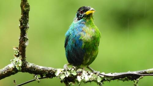 Uccello Mangiamiele verde: una scoperta rara e sorprendente