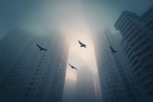 Uccelli, volando nella città nebbiosa del mattino tra i moderni grattacieli.