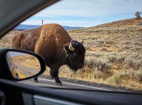 Turisti attaccati da un bisonte nel Parco Nazionale di Yellowstone