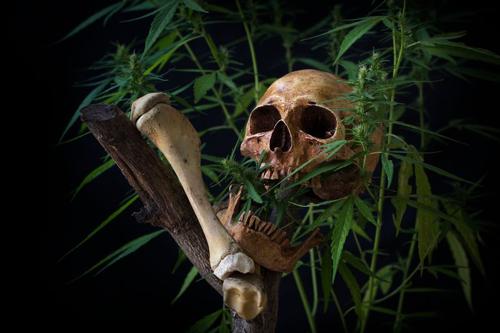 cranio umano e osso lungo con foglie di cannabis su sfondo nero