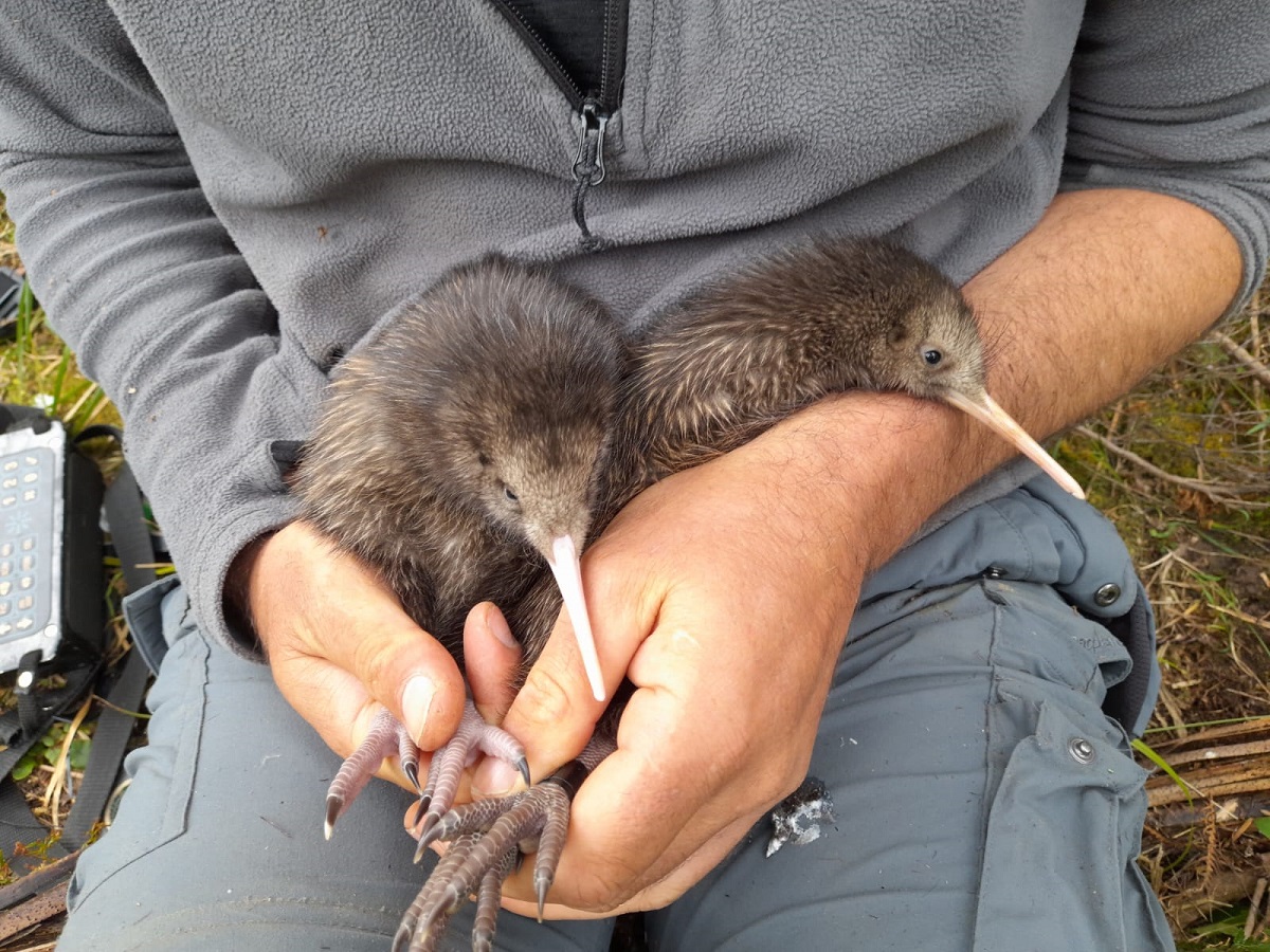 Nuova Zelanda: nati due pulcini di Kiwi selvatici dopo 150 anni dall’ultima volta