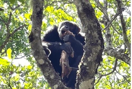 Sciacallaggio estremamente raro tra i chimpanzé in Tanzania