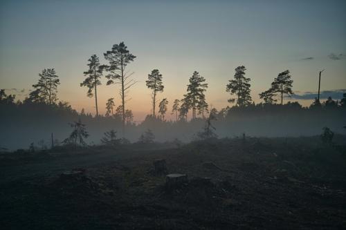 Deforestazione e abbattimento di terreni boschivi a Kaberneeme, contea di Harju, Estonia