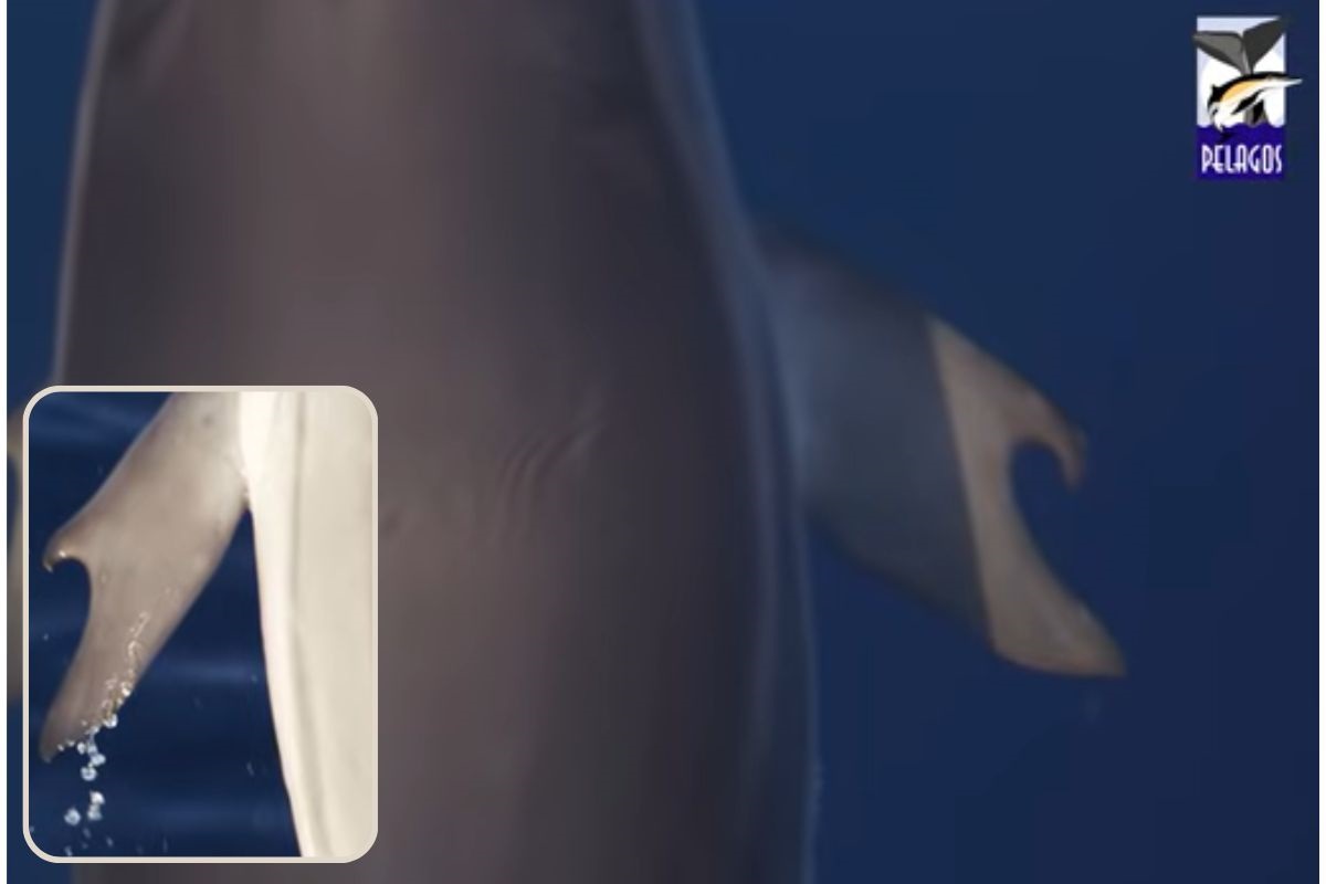 Grecia: scienziati avvistano un delfino con i pollici, nuova fase evolutiva?