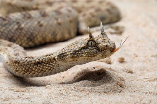 La presenza di corna in serpenti e lucertole: uno studio rivela una correlazione con la modalità di caccia