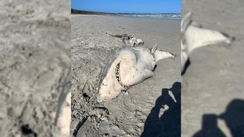 carcassa di squalo bianco su una spiaggia