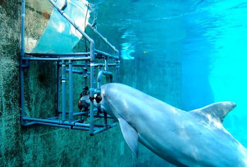 I delfini tursiopi sono in grado di rilevare campi elettrici deboli