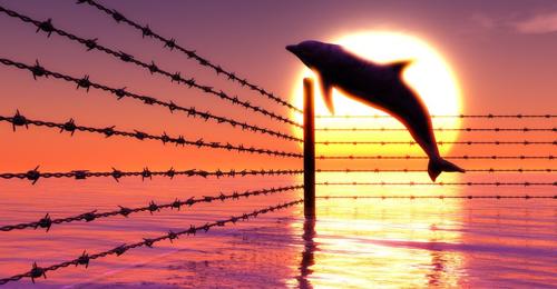 Danni al porto di Sebastopoli: Delfini militari russi in pericolo