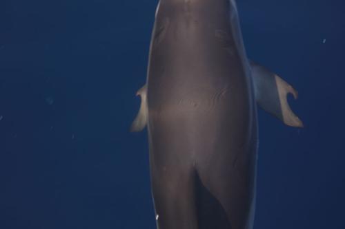 Ριγέ δελφίνι με ασυνήθιστα πτερύγια εντοπίστηκε στις ακτές της Ελλάδας » Science News