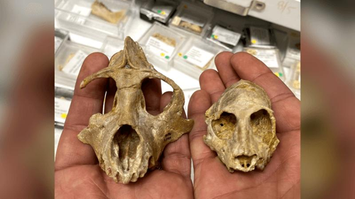 Studio sui denti fossili dei primati primitivi rivela preferenze alimentari