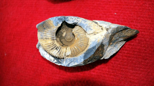 Un fossile marino.