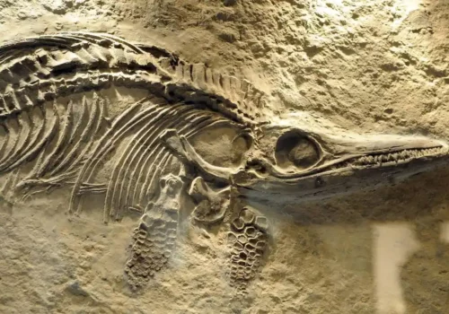 Questo spaventoso ‘drago’ terrorizzava i mari 72 milioni di anni fa
