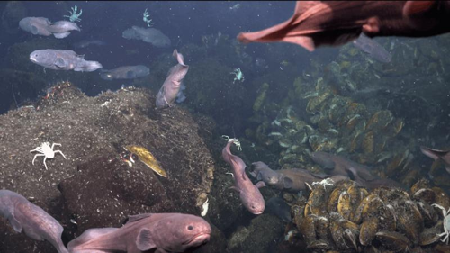 Scoperta di nuovi sfiati idrotermali e specie marine nelle Galápagos
