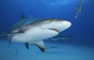 squalo grigio della barriera corallina che nuota