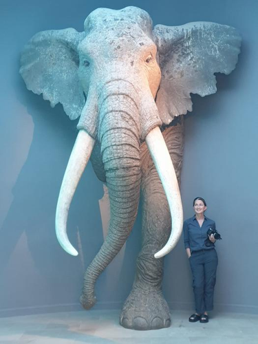 Dott.ssa Sabine Gaudzinski-Windheuser con una ricostruzione a grandezza naturale di un toro elefante dalle zanne dritte (P. antiquus), nel Landesmuseum per la Preistoria, Halle.