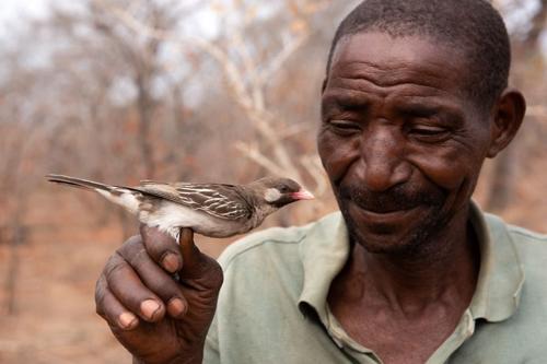 honeyguides-m-1.jpg