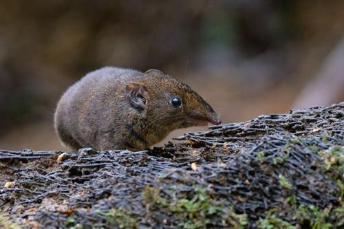 Carino piccolo animale marrone peloso su un tronco con un lungo muso simile a quello di una talpa.