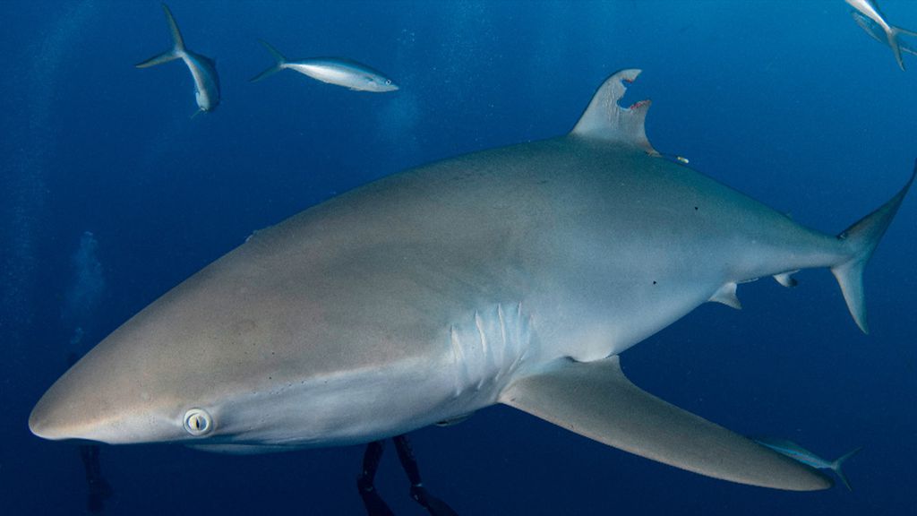 Uno squalo rigenera la pinna tagliata da un pescatore. L’incredibile scoperta in Florida
