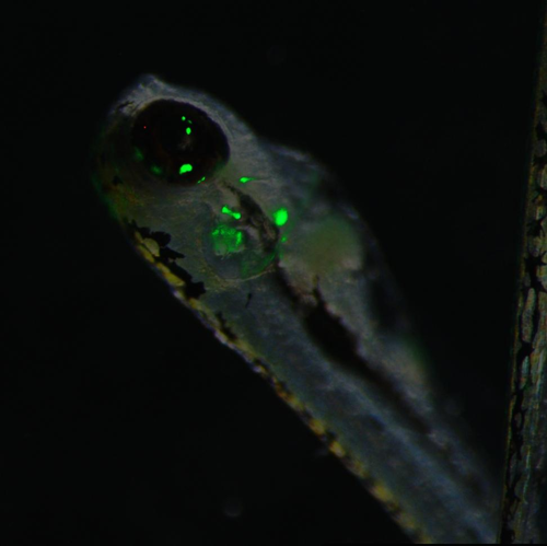 dettaglio di una larva di pesce zebra con alcune macchie di verde brillante