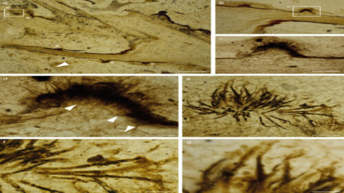 Fossili di 407 milioni di anni rivelano il più antico fungo patogeno scoperto
