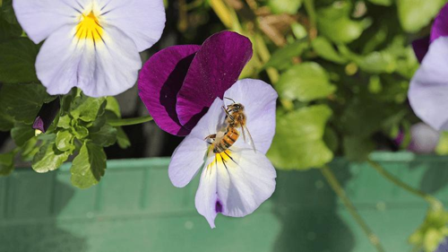 Piccolo insetto volante su un fiore viola pallido