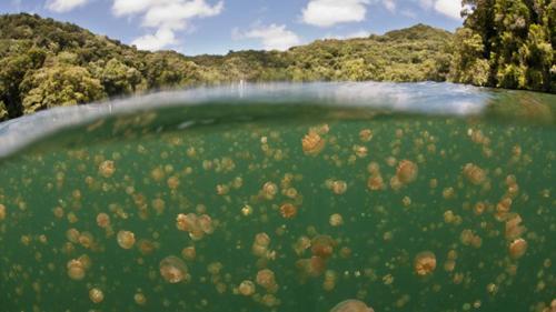 centinaia di meduse dorate in un lago verde