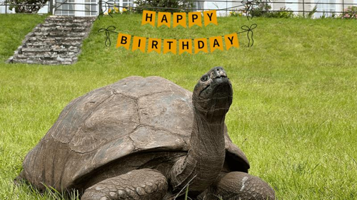 La tartaruga Jonathan guarda verso l'alto su un prato di erba. Uno striscione di buon compleanno con lettere nere su sfondo giallo è stato photoshoppato nell'immagine.